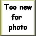 {short description of image}